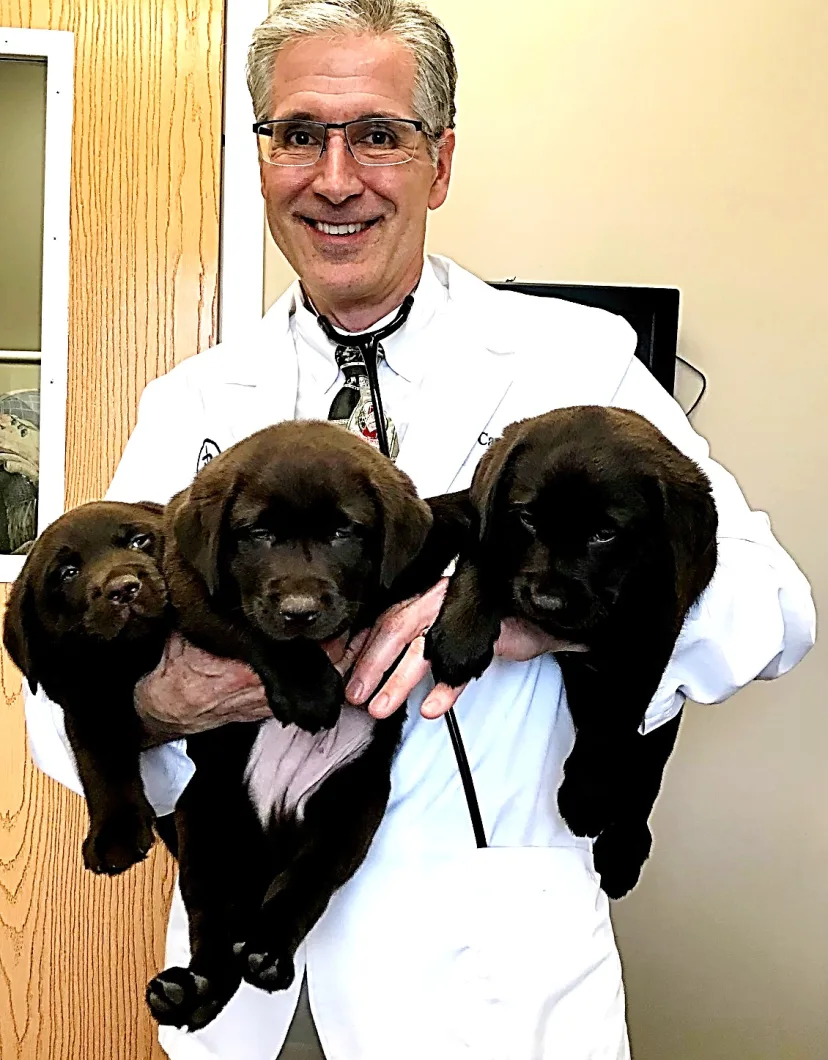 Dr. Carey Wasem holding three brown puppies